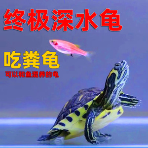 黄耳龟深水鱼缸混养活物稀有火焰