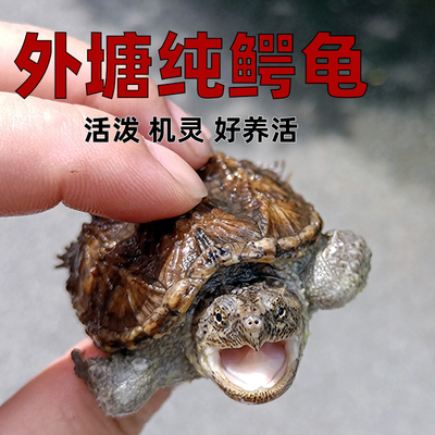 北美纯佛爆刺王稀有小宠物大鳄龟