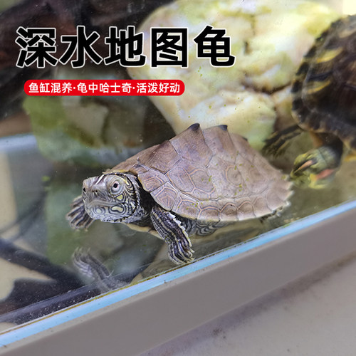 外塘龟好养深水活泼好动
