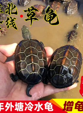 纯种苏北金线草龟苗正宗中华草龟外塘黑腹大头草龟宠物小乌龟活物