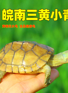 纯种小青龟皖南三黄喉拟水龟苗北石金钱龟小乌龟活物宠物观赏龟