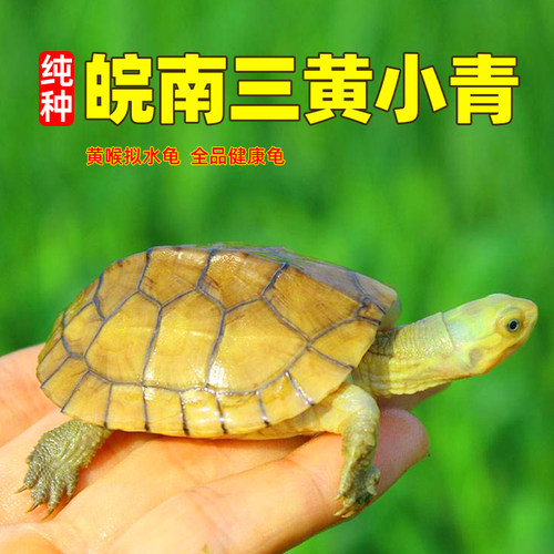 纯种小青龟皖南三黄喉拟水龟苗北石金钱龟小乌龟活物宠物观赏龟