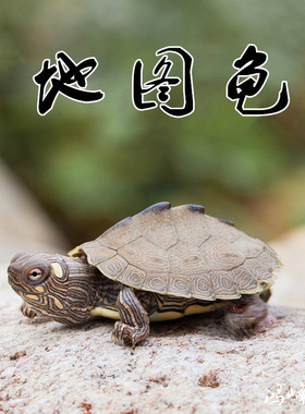 密西西比地图龟深水龟鱼缸混养小乌龟活物家养观赏龟小宠迷你稀有