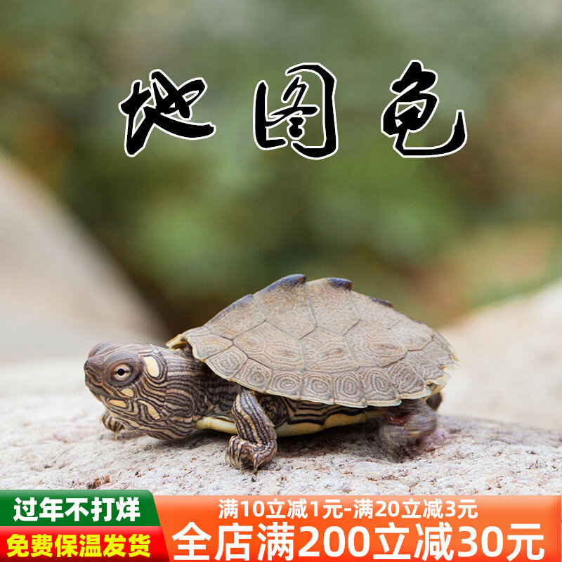 密西西比地图龟深水龟鱼缸混养小乌龟活物家养观赏龟小宠迷你稀有