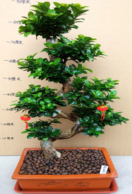 金钱榕小叶榕树S造型8字型榕树盆景盆栽绿植室外庭院阳台观茎植物