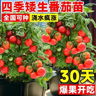 矮生番茄苗秧小盆栽孑蔬菜苗圣女果种籽西红柿子草莓四季南方阳台