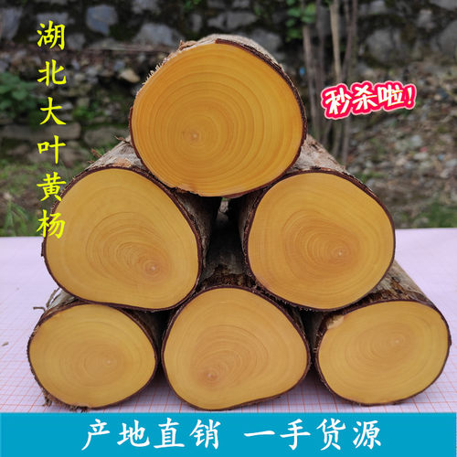 正宗湖北高山大叶黄杨木弹弓料雕刻木料家具料笔筒木旋工艺品