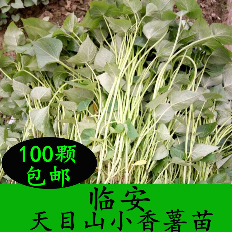 临安天目山小香薯苗黄心红皮小红薯苗地瓜苗番薯苗山芋苗