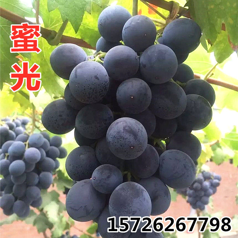 蜜光葡萄苗早熟葡萄苗新品种盆栽地栽葡萄苗南方北方种植阳台庭院