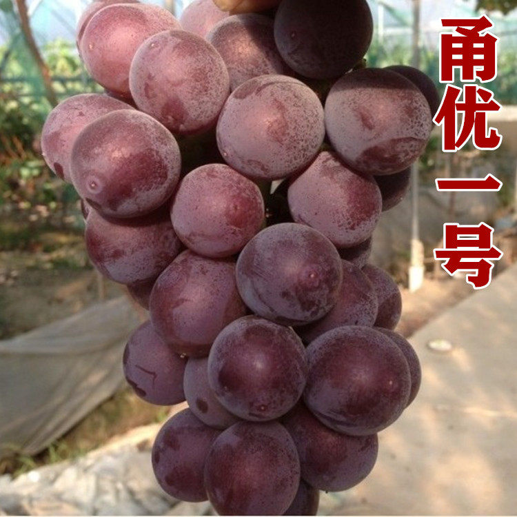 甬优一号葡萄苗南方北方种植新品种葡萄树苗山东平度盆栽庭院