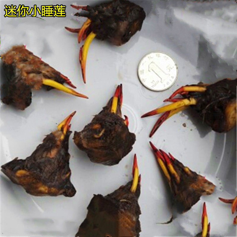 种子水培植物荷花睡莲根块