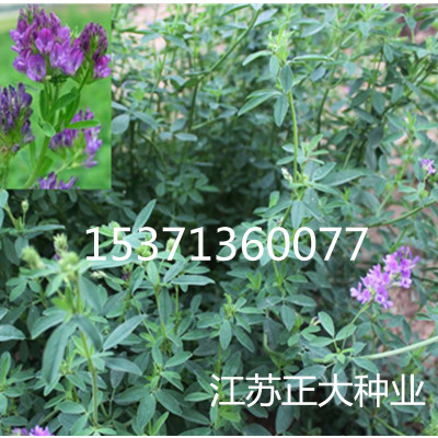 沙打旺种子 多年生牧草种   绿肥草 护坡草 耐寒耐旱耐盐碱