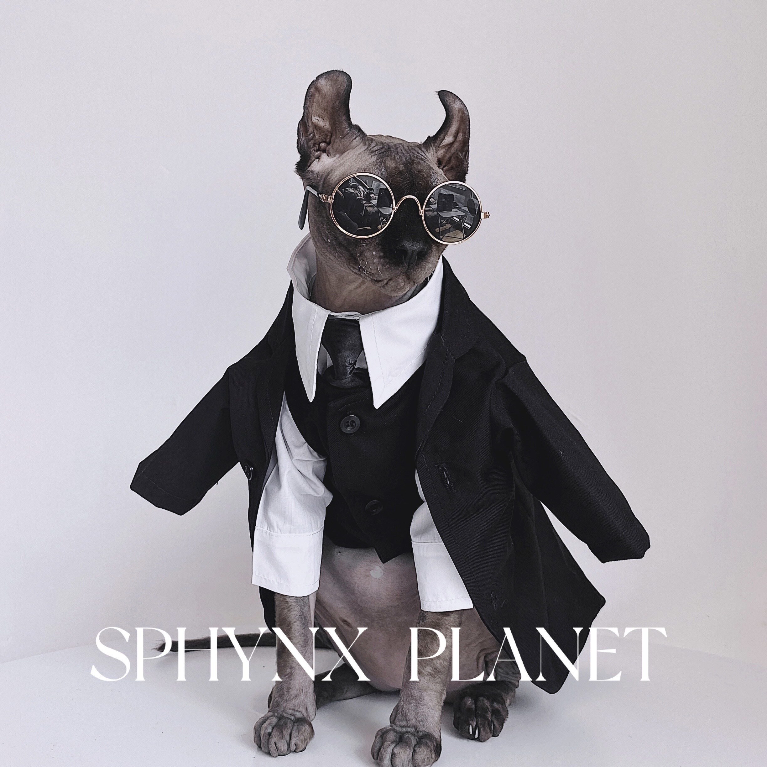 无毛猫衣服斯芬克斯猫德文秋冬英伦风礼服结婚西装衬衫套装宠物