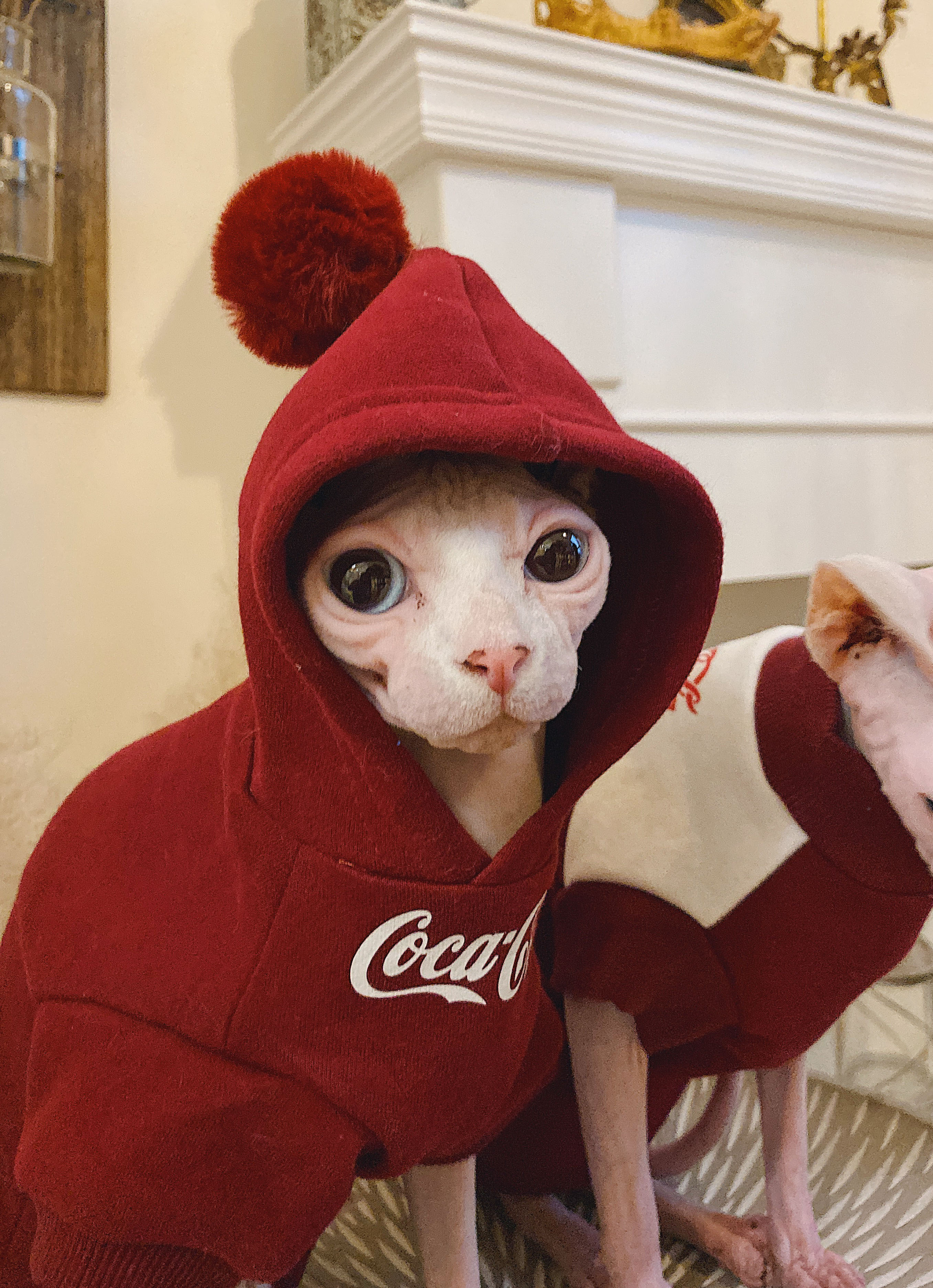 纯棉无毛猫衣服德文纯棉加绒猫