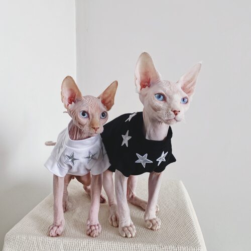 德文弹性矮脚防过敏印花无毛猫