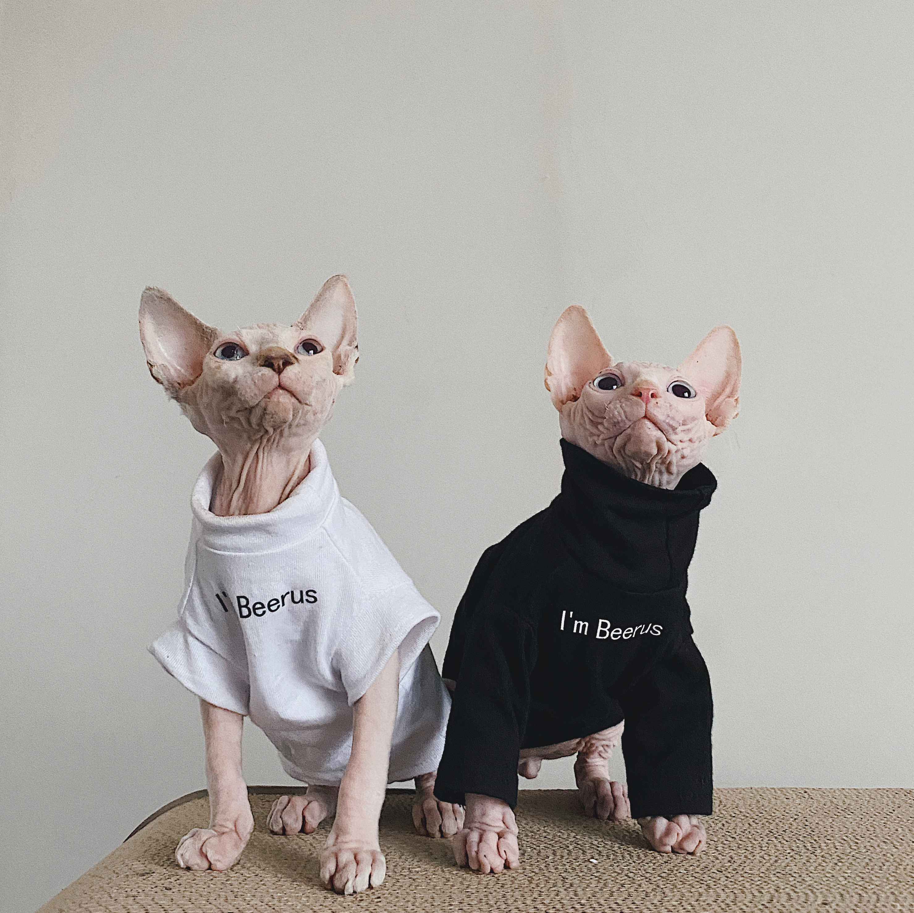 纯棉潮款斯芬克斯纯棉无毛猫