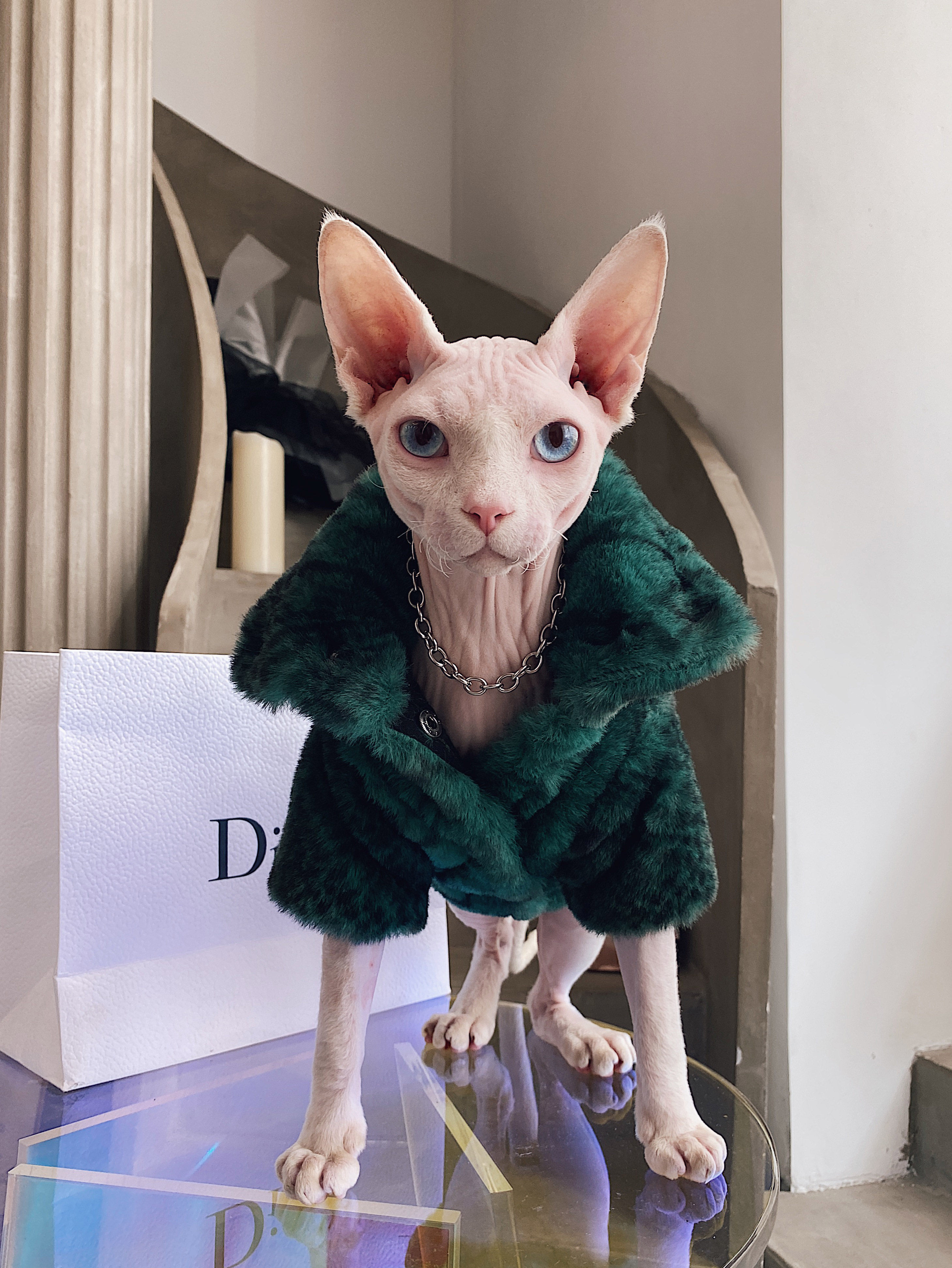 无毛猫衣服斯芬克斯德文柯尼斯秋冬保暖权志龙同款土豪皮草厚情侣