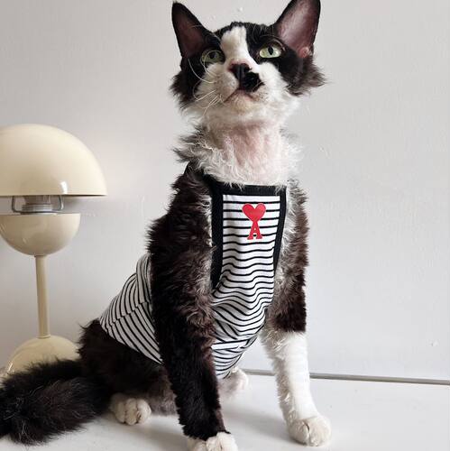 德文无毛猫宠物纯棉猫咪衣服