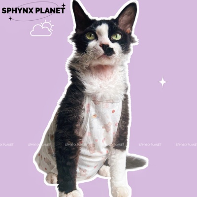 无毛猫德文猫衣服夏季新款吊带