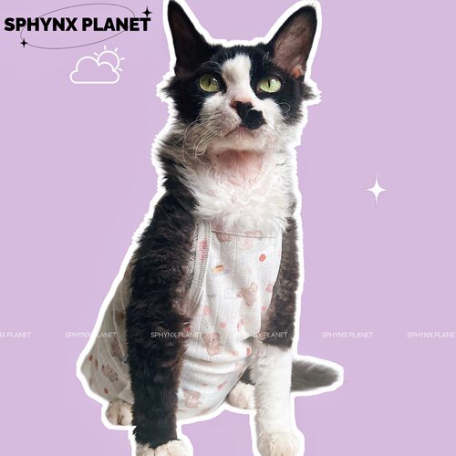 无毛猫德文猫衣服夏季新款吊带