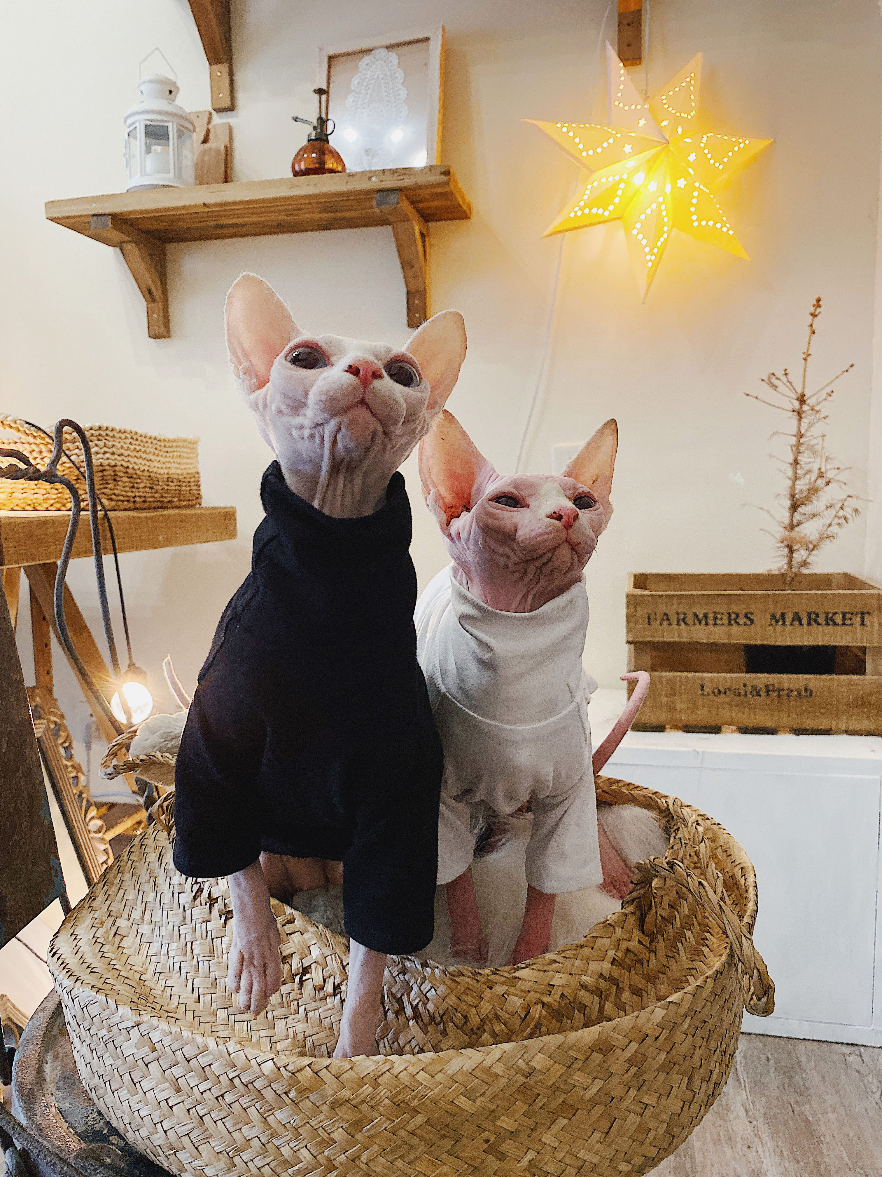 毛猫德文柯尼斯防过敏黑白打底衫