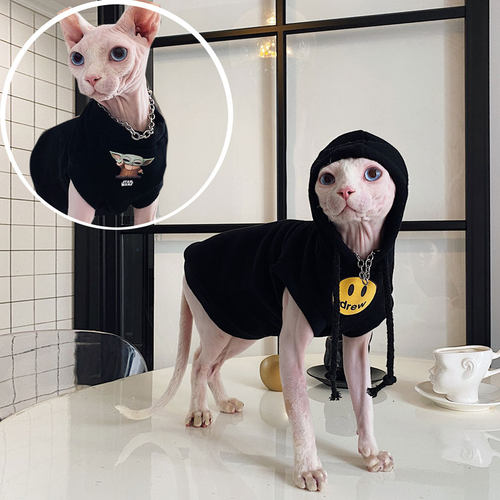 德文柯尼斯加绒加厚矮脚无毛猫