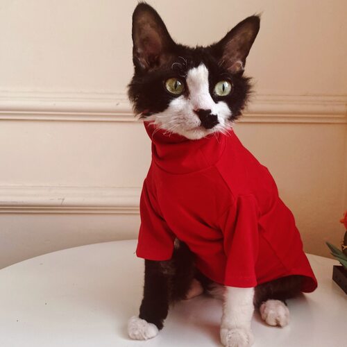 无毛猫咪宠物衣服冬季保暖圣诞款