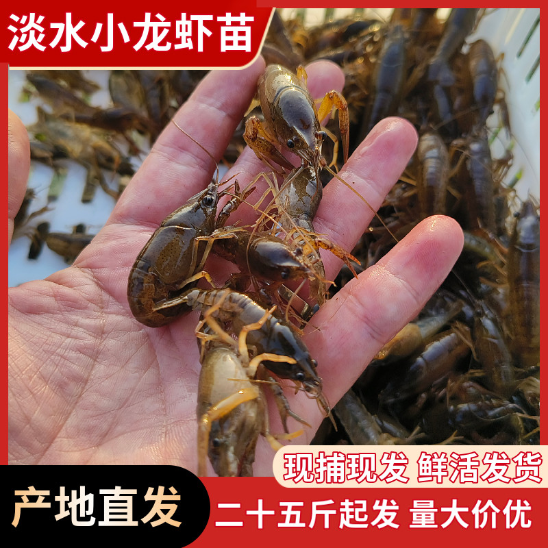 25斤洪湖水产小龙虾苗幼苗养殖淡水小龙虾虾苗活体苗子种虾青苗种