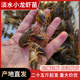 25斤洪湖水产小龙虾苗幼苗养殖淡水小龙虾虾苗活体苗子种虾青苗种