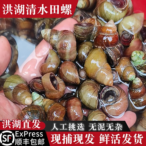 湖北螺蛳洪湖清水田螺鲜活石螺