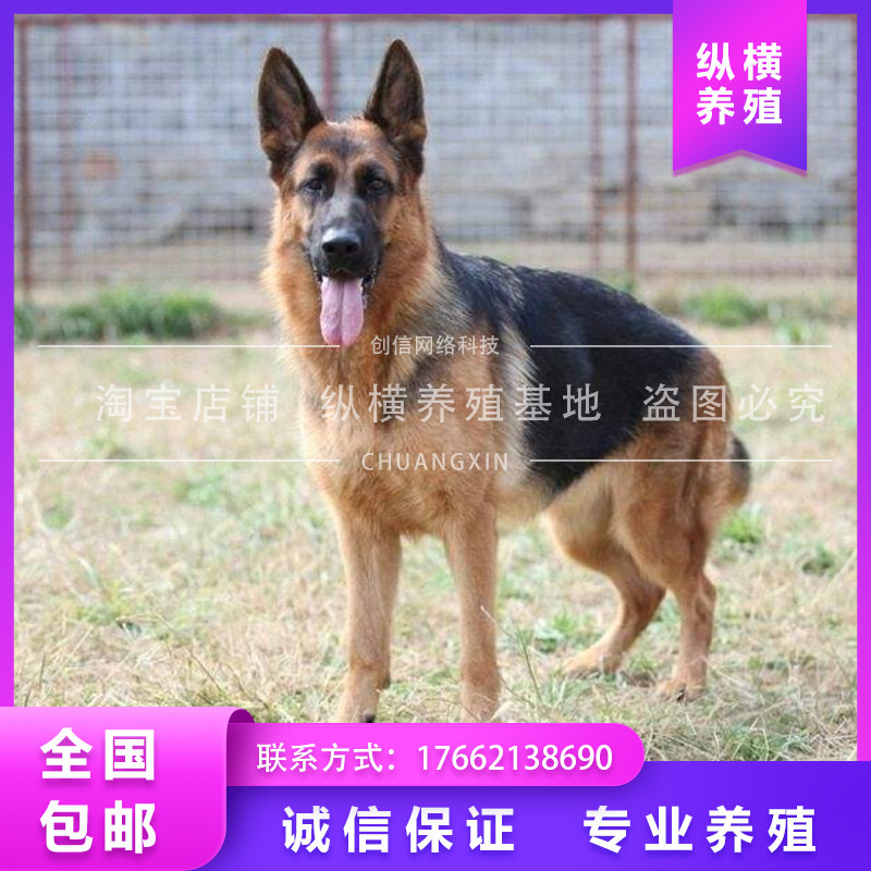 德国牧羊犬纯种德牧幼犬狼狗马犬军犬警犬黑背大中型宠物狗田园犬