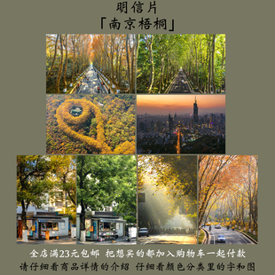 明信片「南京梧桐」渲染翌嘉原创摄影 大道陵园路美龄宫紫峰礼物