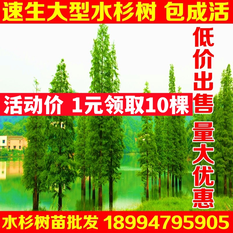 水杉树苗南北方金叶春光苗圃