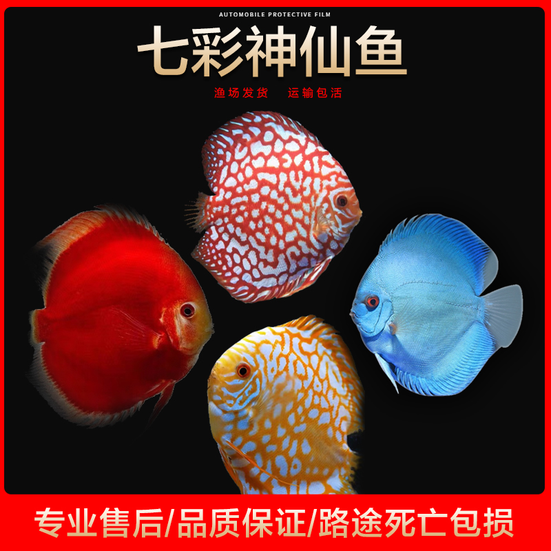 七彩神仙鱼精品亚成鱼热带鱼观赏鱼大中小型活体淡水鱼苗招财好养