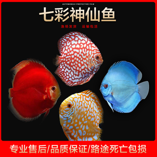 七彩神仙鱼精品亚成鱼热带鱼观赏鱼大中小型活体淡水鱼苗招财好养