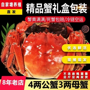 10只特大现货大闸蟹鲜活螃蟹礼盒官方旗舰全母蟹阳澄礼盒活蟹河蟹