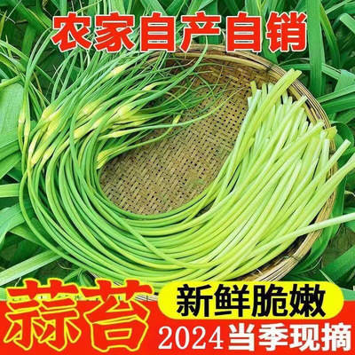 2024新鲜蒜苔5斤现摘现发