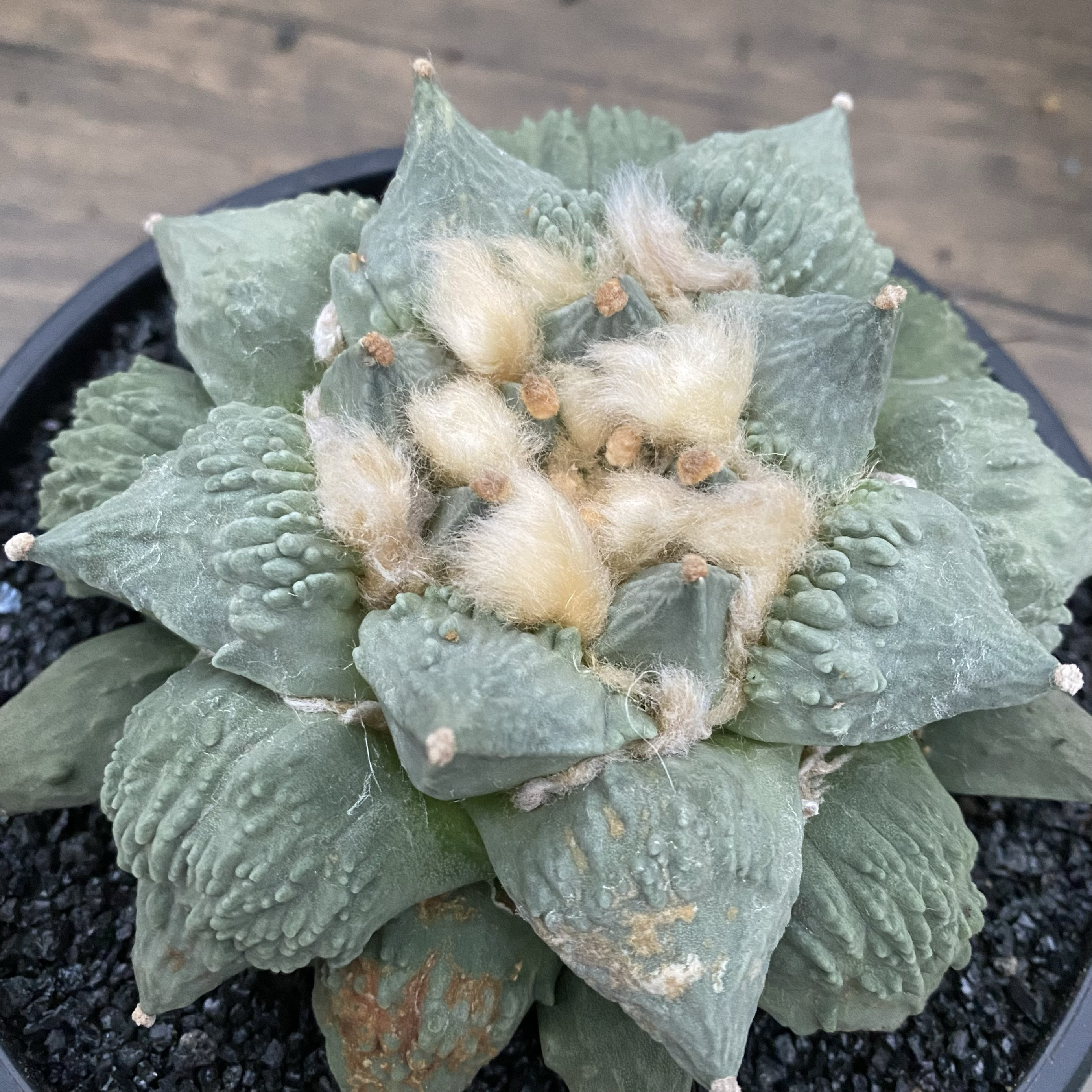 怒涛牡丹 青瓷怒涛 实生 多肉植物仙人球一物一拍