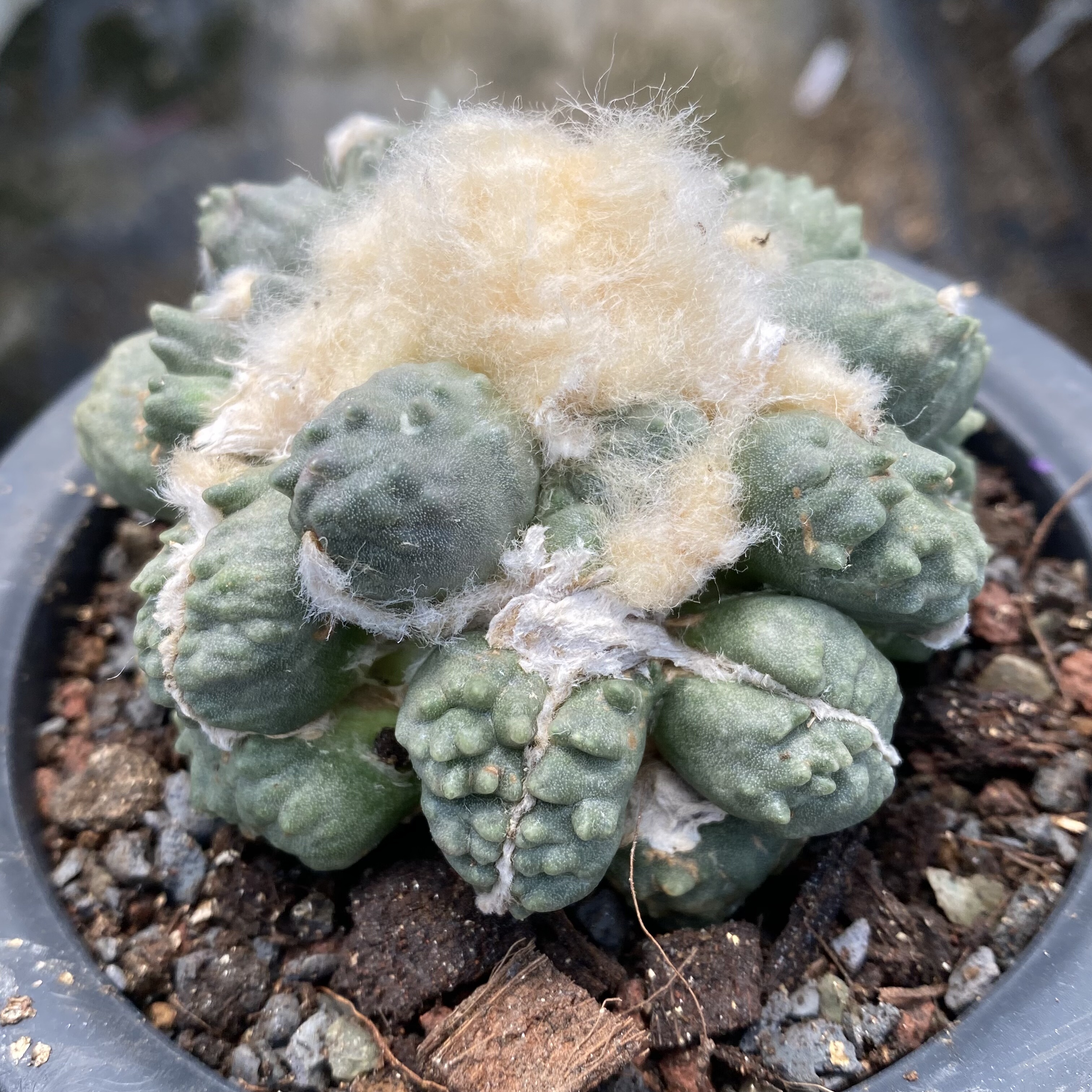 蛋疣怒涛疣变牡丹 实生苗自2年根壮萝卜根多肉植物仙人球一物一拍