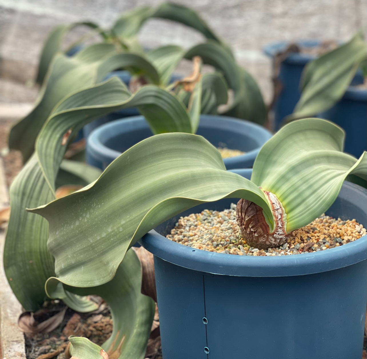 百岁兰 千岁兰Welwitschia mirabilis 籽播 实生 多肉植物 仙人球