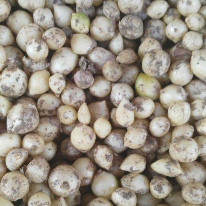 四川特产野葱子圆嚼嚼小孩子下饭菜 小野葱头 泡菜原料新品 野葱