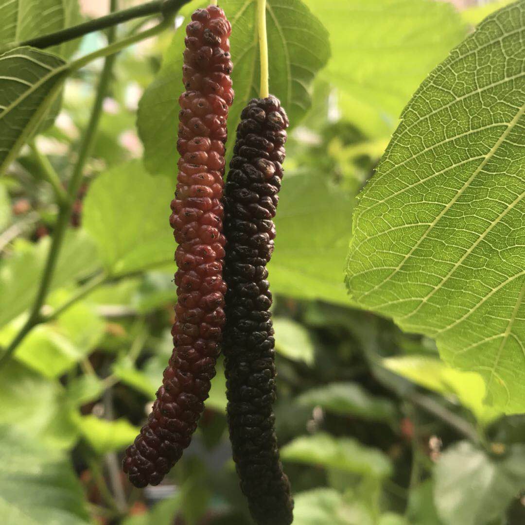 台湾长果桑无籽大十果桑苗桑葚树果树苗地栽南方果桑苗北方种植