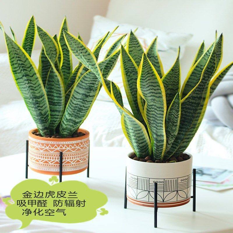 金边虎皮兰盆栽虎皮兰金边虎尾兰室内吸甲醛植物盆