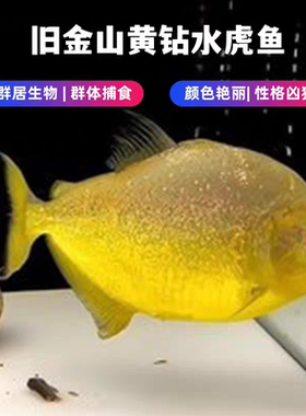 旧金山黄水虎鱼水虎鱼淡水