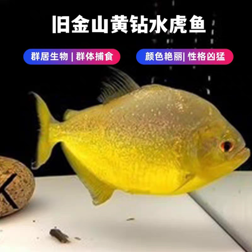 旧金山黄水虎鱼水虎鱼淡水