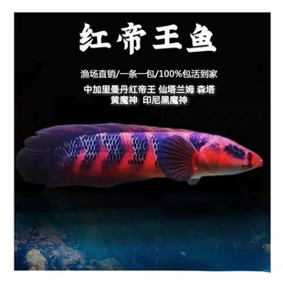 红魔神中加仙塔兰姆红帝王黄婆罗印尼红黄黑魔神淡水鱼大型雷龙鱼