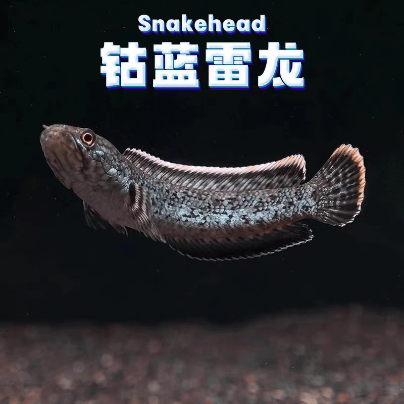 钴蓝雷龙鱼奶茶七彩血斑观赏鱼