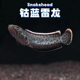 钴蓝雷龙鱼 凶猛 奶茶七彩血斑观赏鱼肉食性热带鱼淡水鱼好养耐活