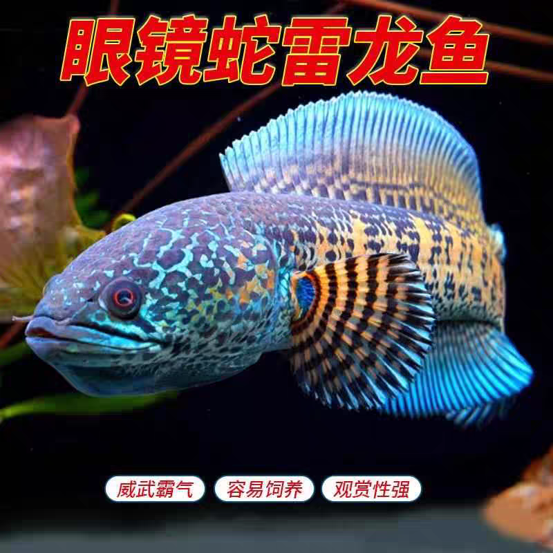 黄金眼镜蛇雷龙阿萨姆奶茶中大型雷龙鱼幼鱼观赏鱼新手易养淡水鱼