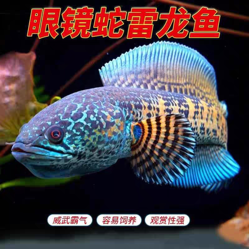凶猛观赏奶茶火背七彩淡水雷龙鱼